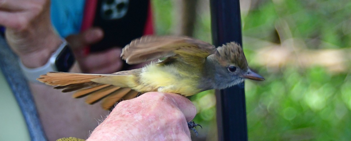 Great Crested Flycatcher - ML619067269
