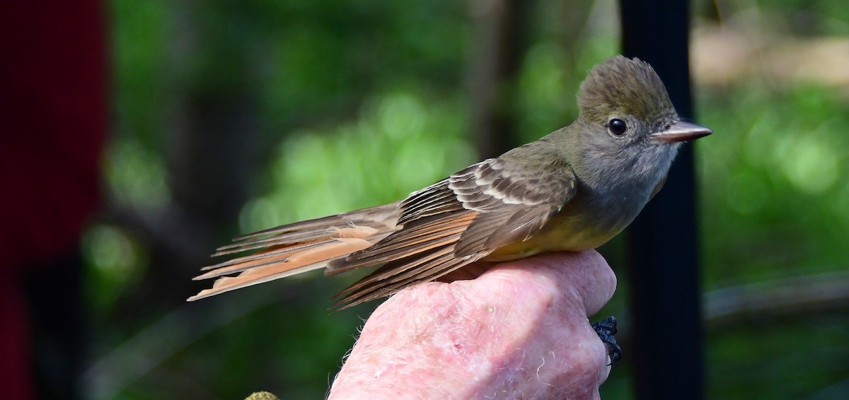Great Crested Flycatcher - ML619067271
