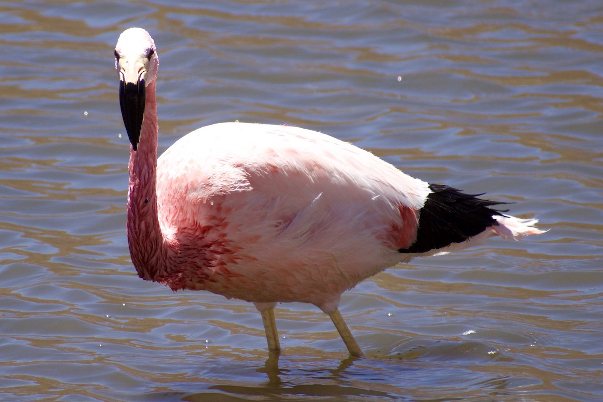 Andean Flamingo - ML619067287