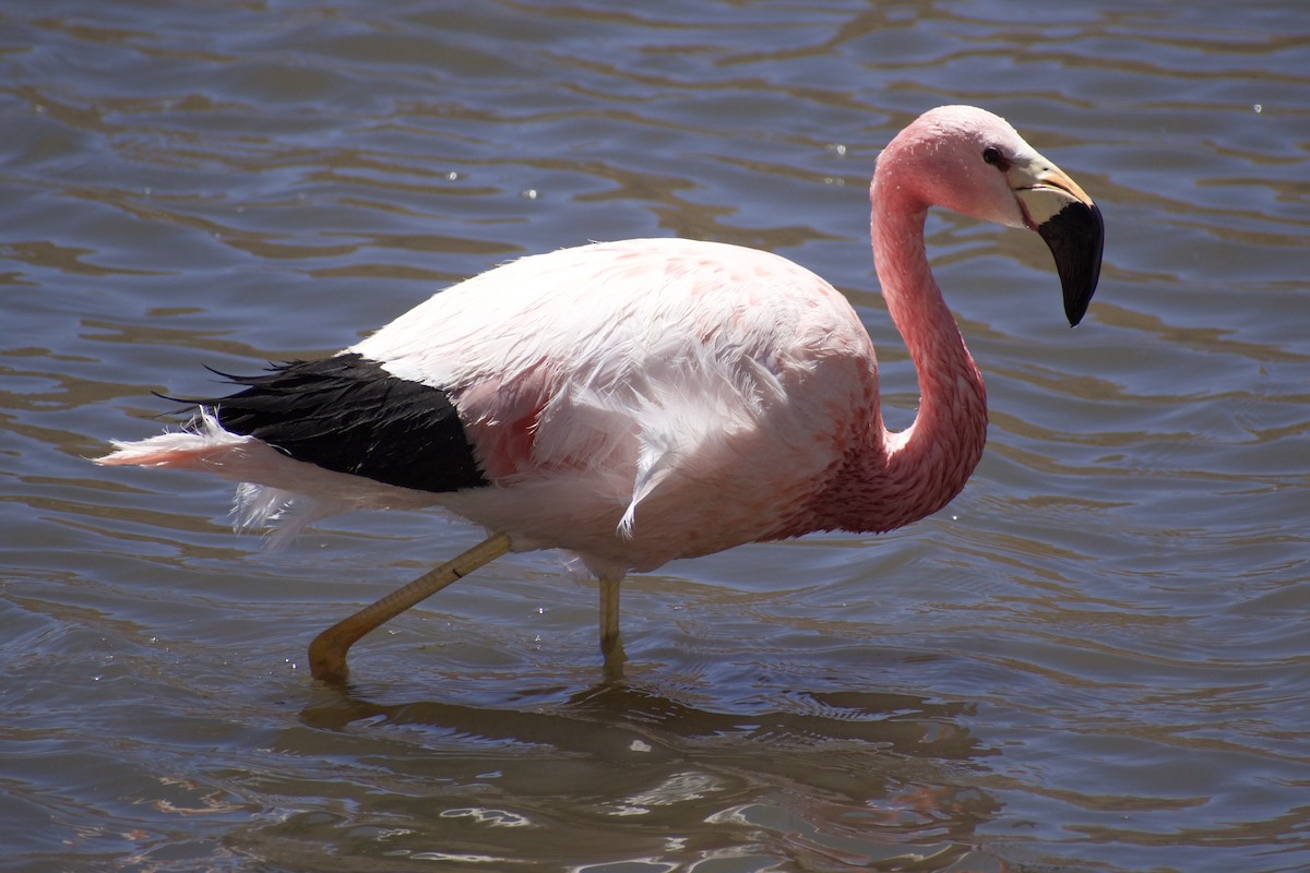 And Flamingosu - ML619067289