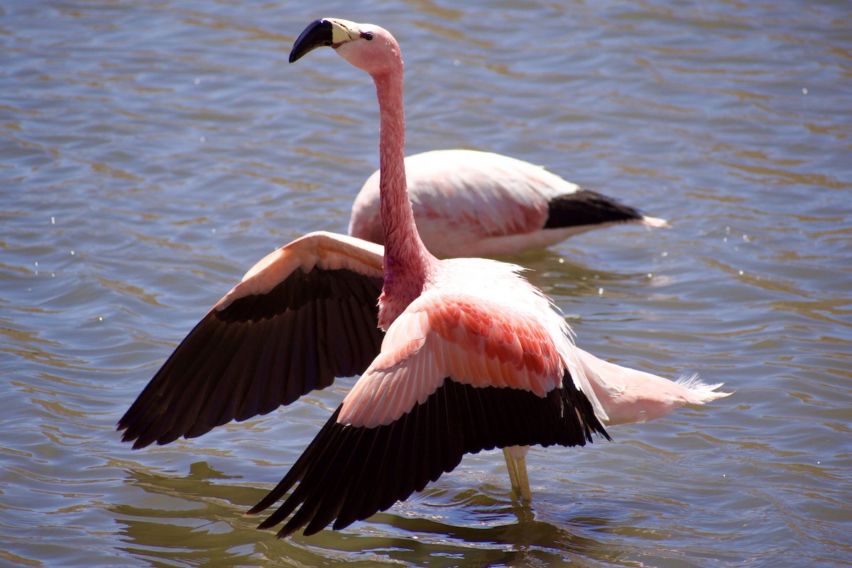 Andean Flamingo - ML619067290