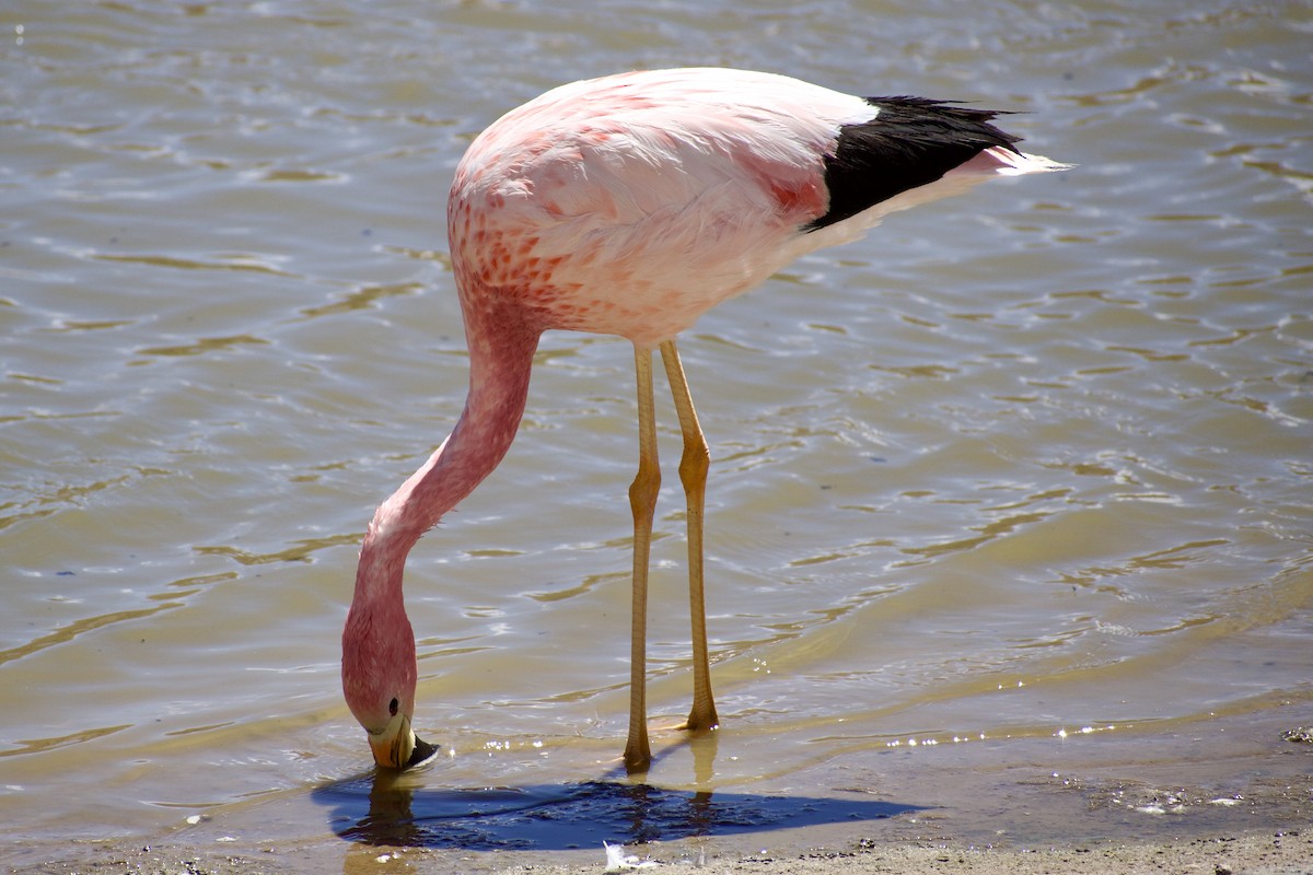 And Flamingosu - ML619067291