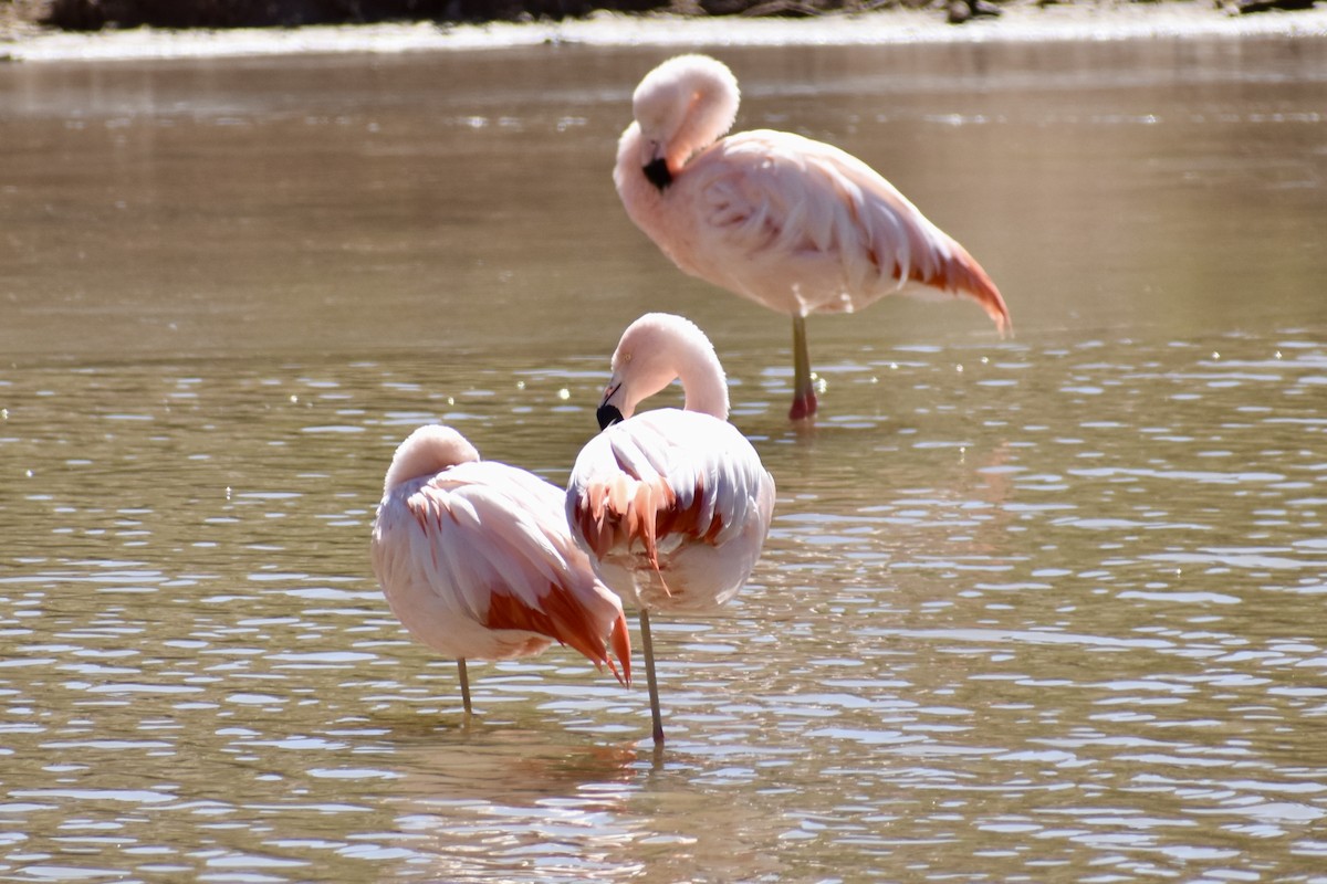 Chilean Flamingo - ML619067336