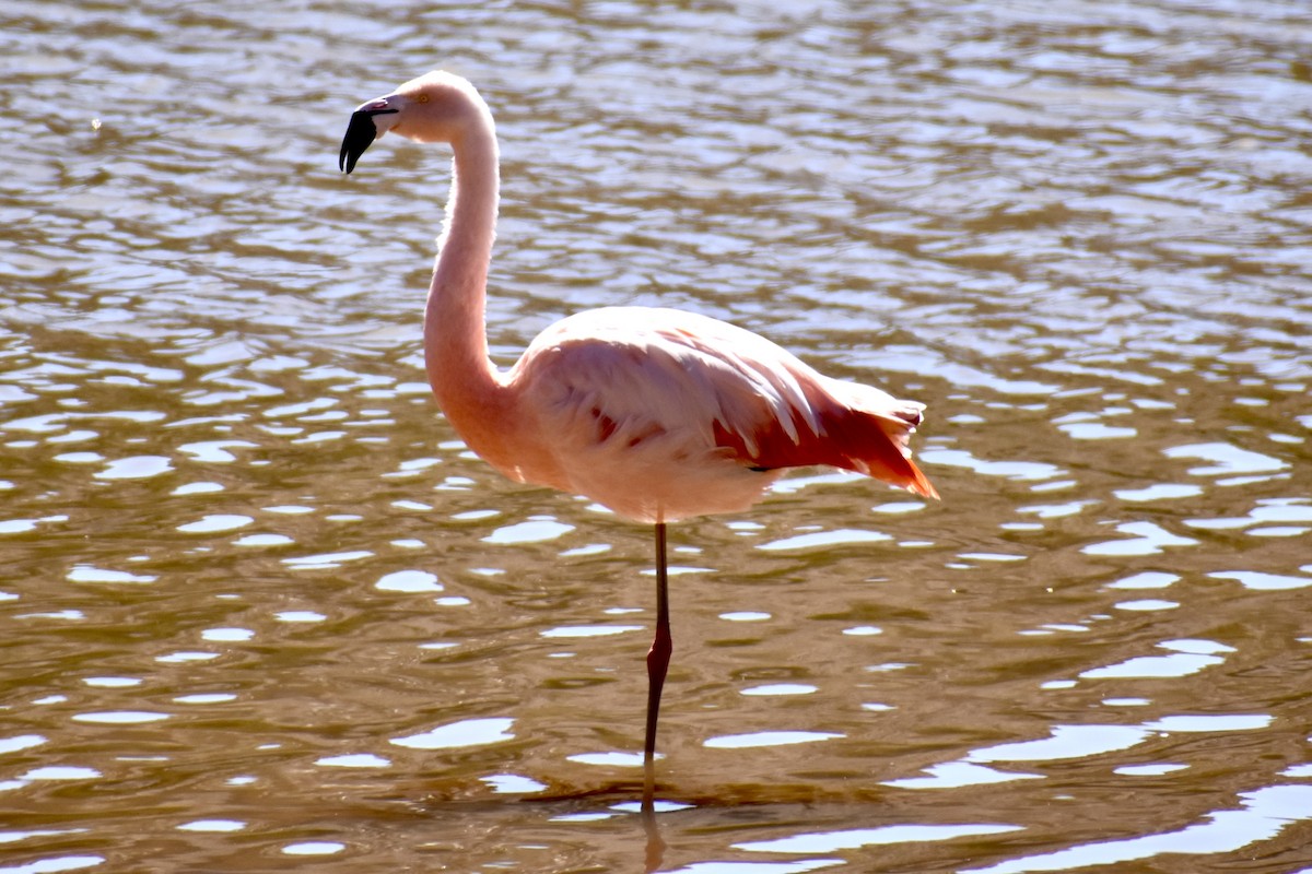 Chilean Flamingo - ML619067337