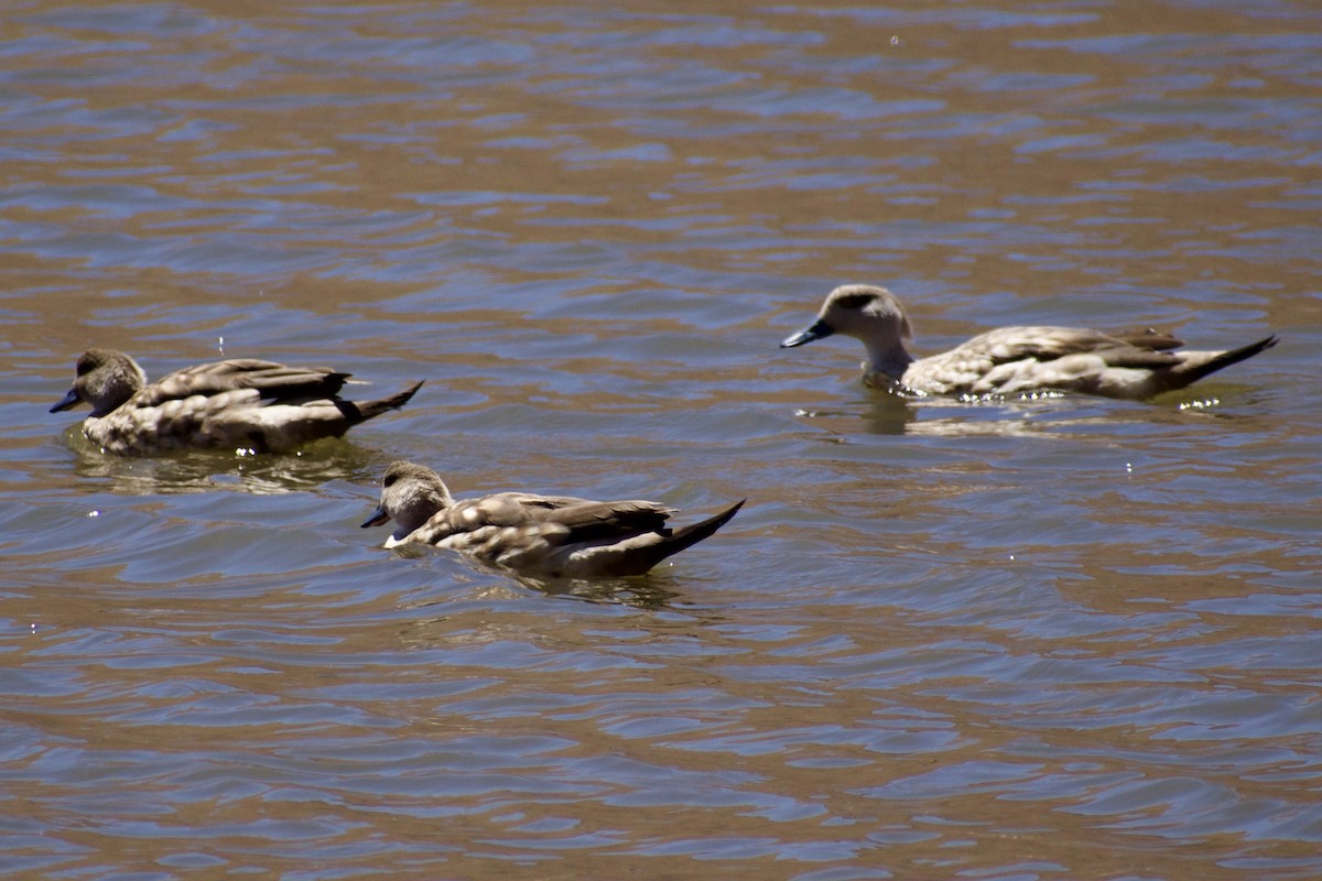 Crested Duck - ML619067355