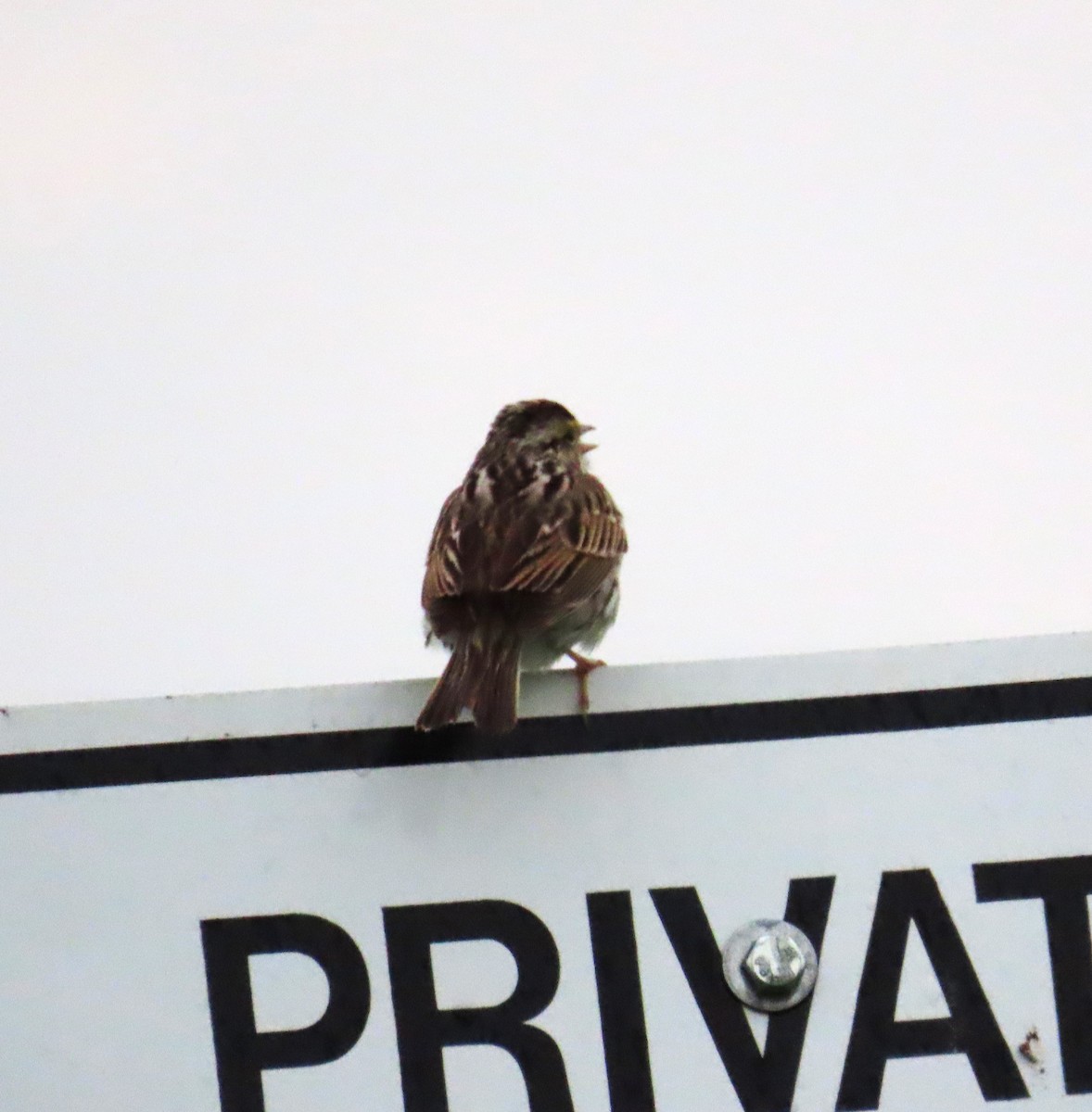 Savannah Sparrow - ML619067364