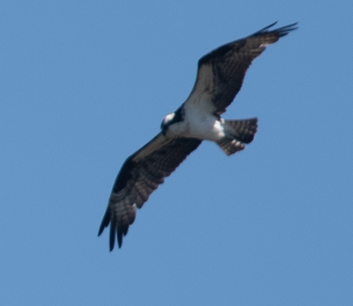 Águila Pescadora - ML619067365