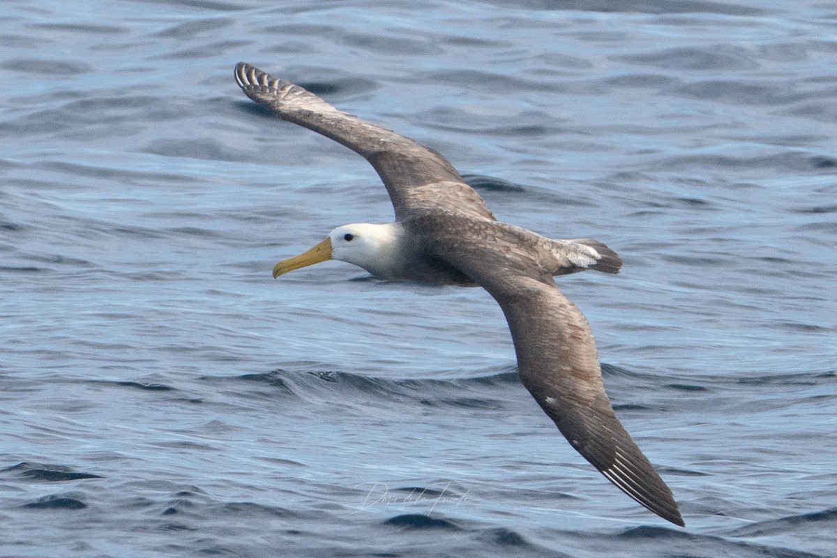 Albatros de Galápagos - ML619067399