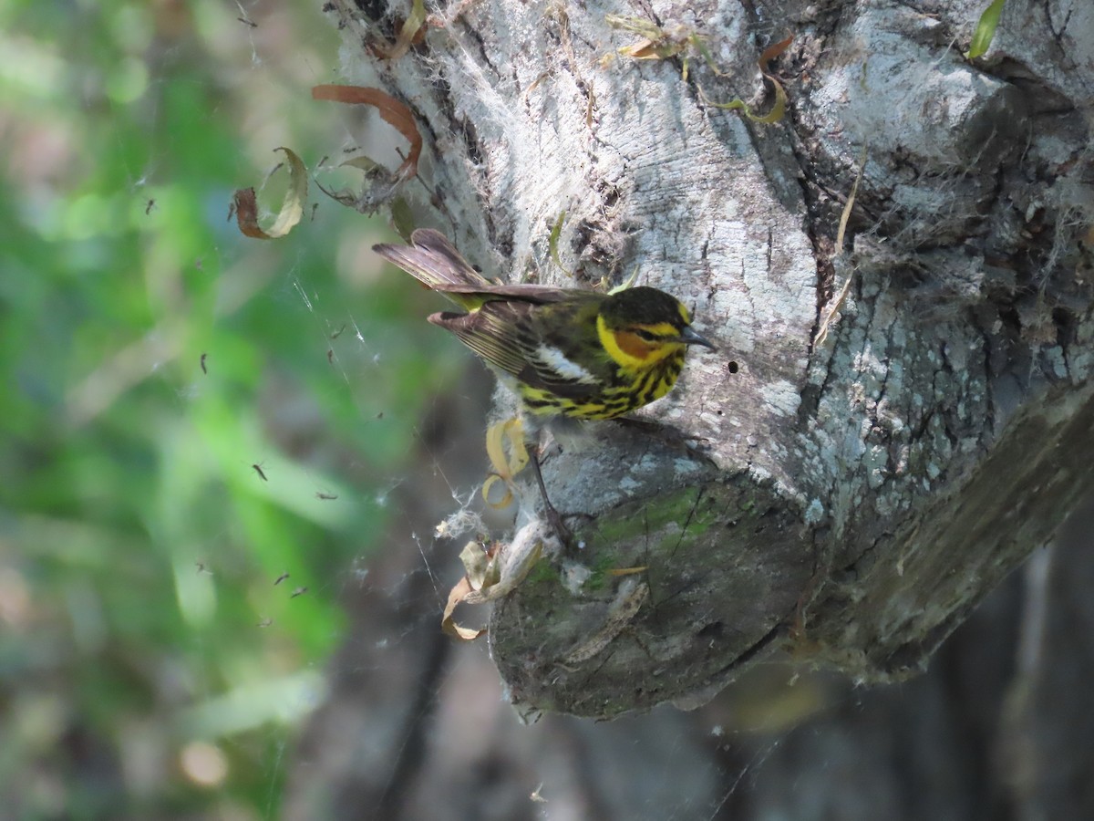 Cape May Warbler - ML619067427