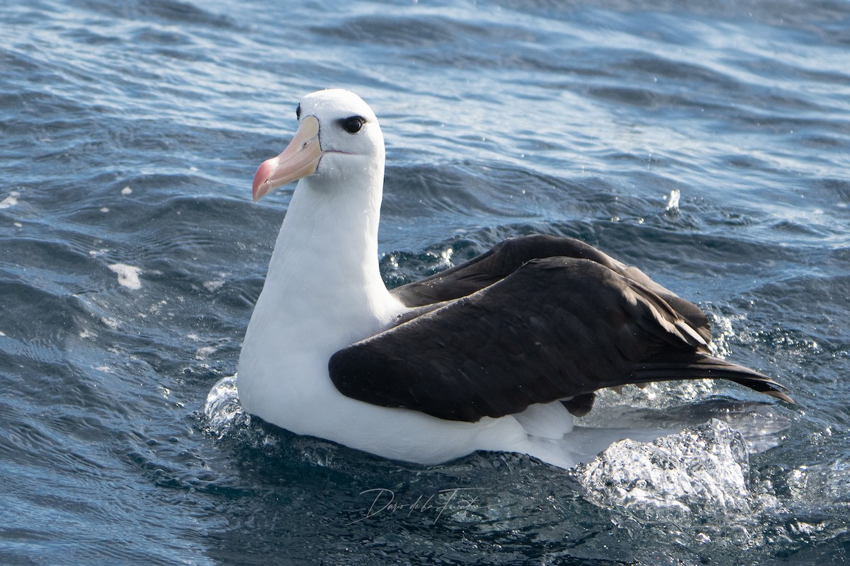 Чернобровый альбатрос - ML619067447