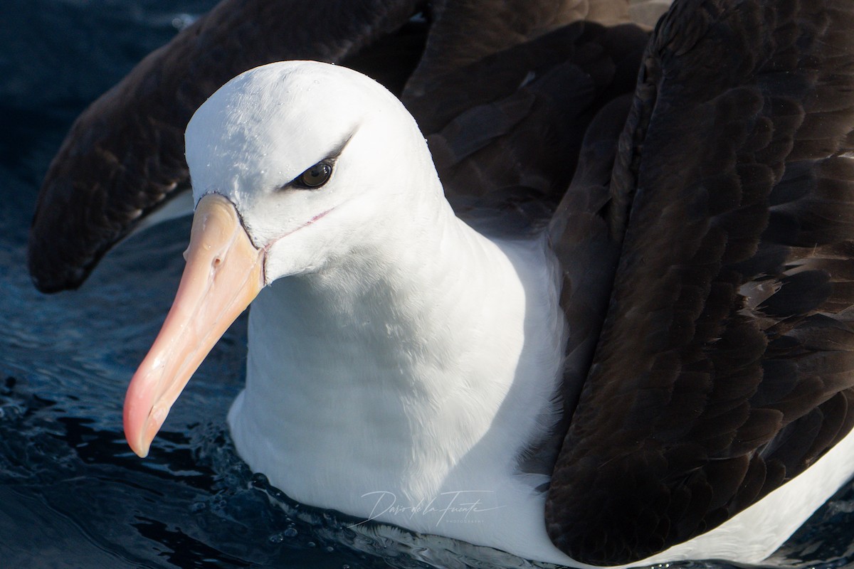 Albatros à sourcils noirs - ML619067448