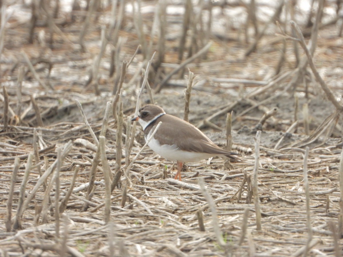 Semipalmated Plover - ML619067465