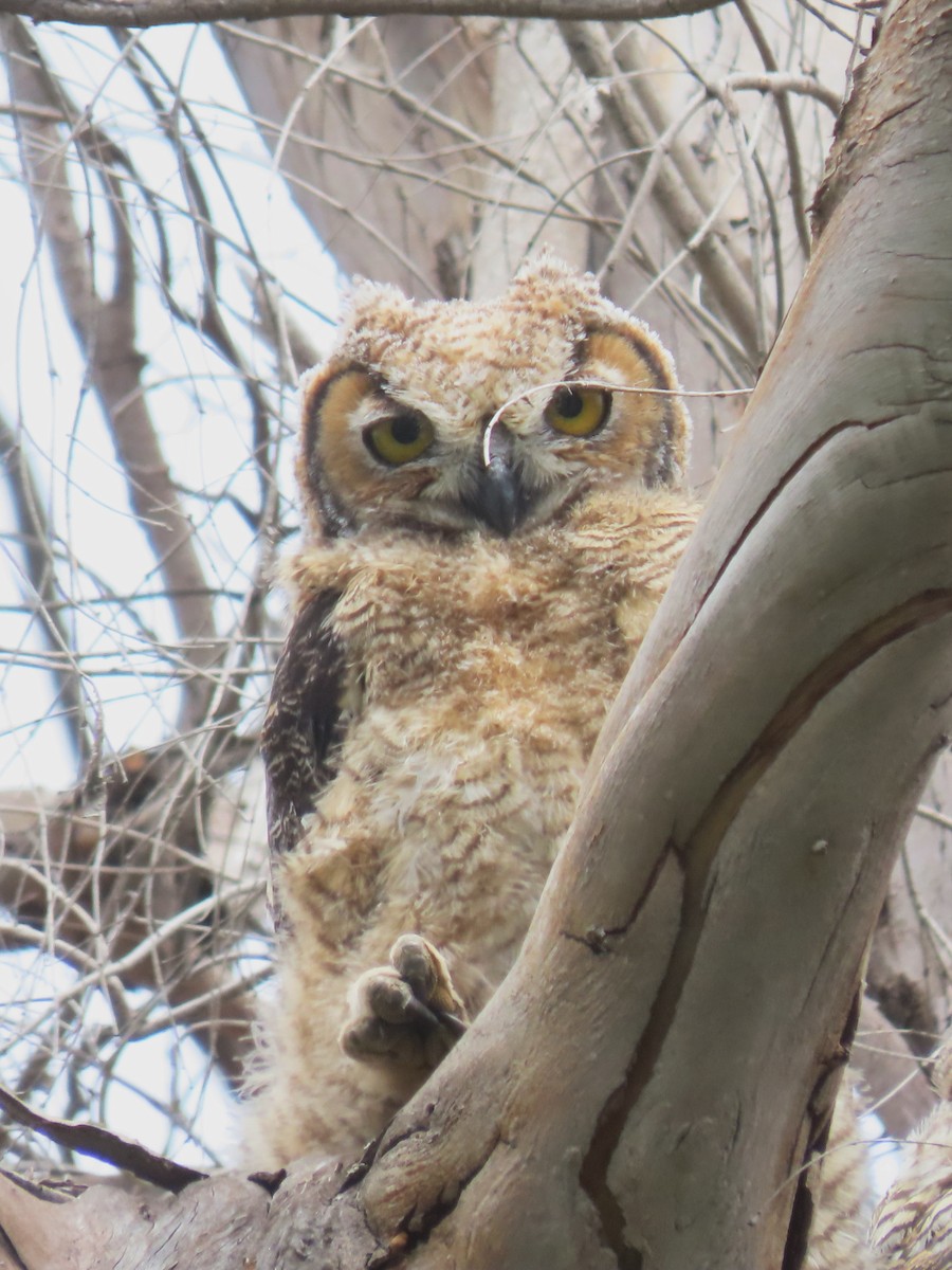 Great Horned Owl - ML619067538