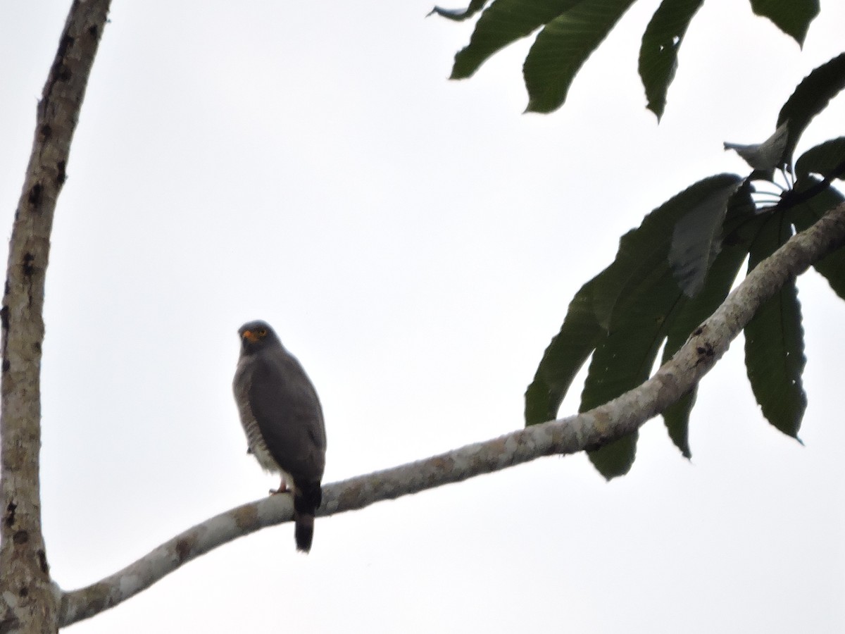 Roadside Hawk - ML619067541