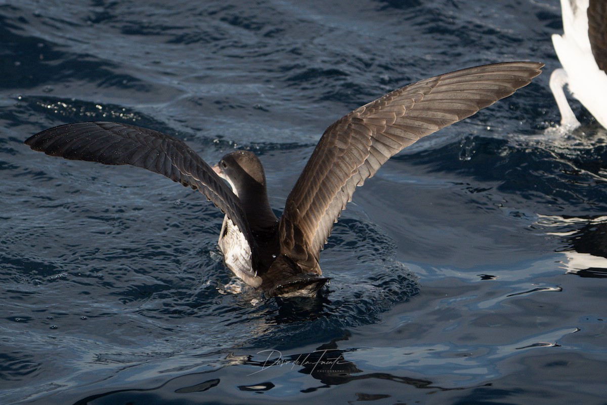 Pink-footed Shearwater - ML619067548