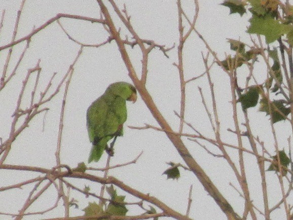 Lilac-crowned Parrot - ML619067631
