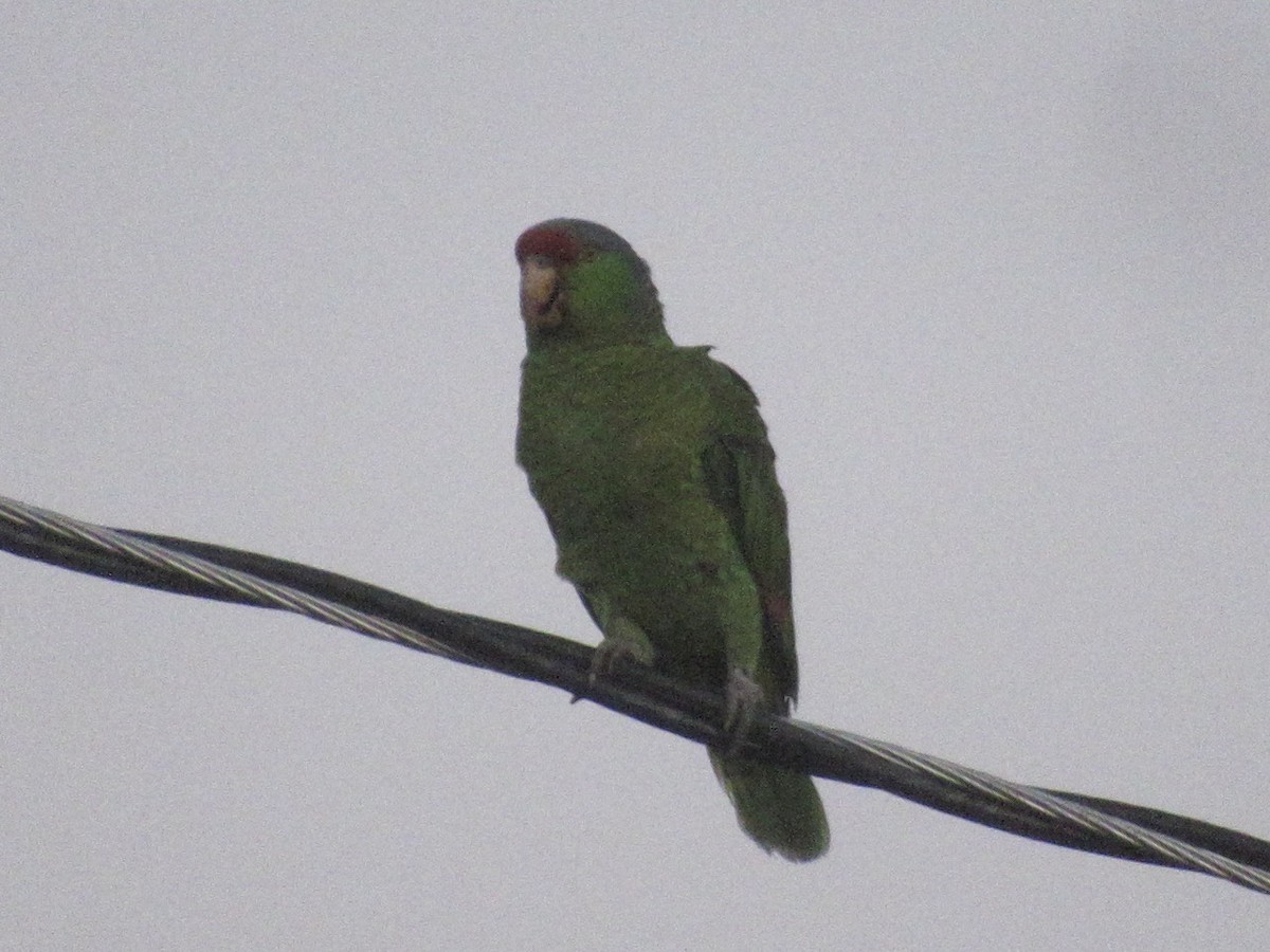 Lilac-crowned Parrot - ML619067635