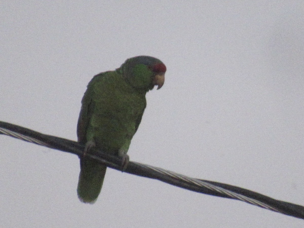 Lilac-crowned Parrot - ML619067636