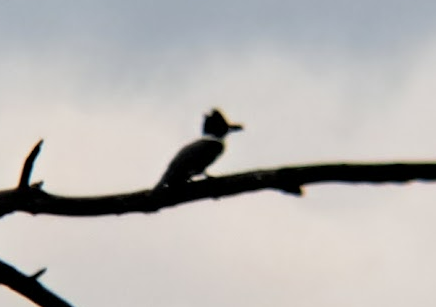 Belted Kingfisher - ML619067672