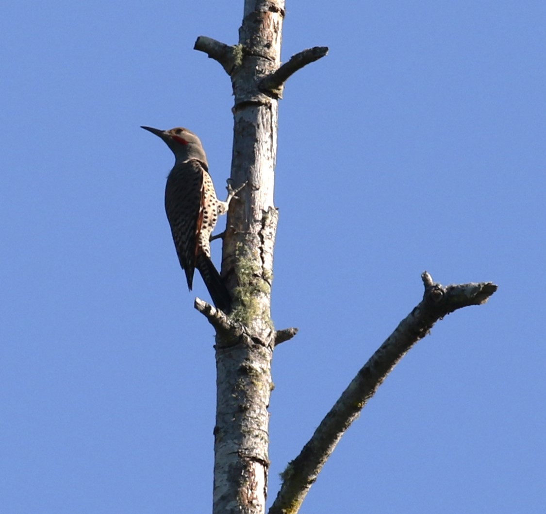 Northern Flicker (Red-shafted) - ML619067691