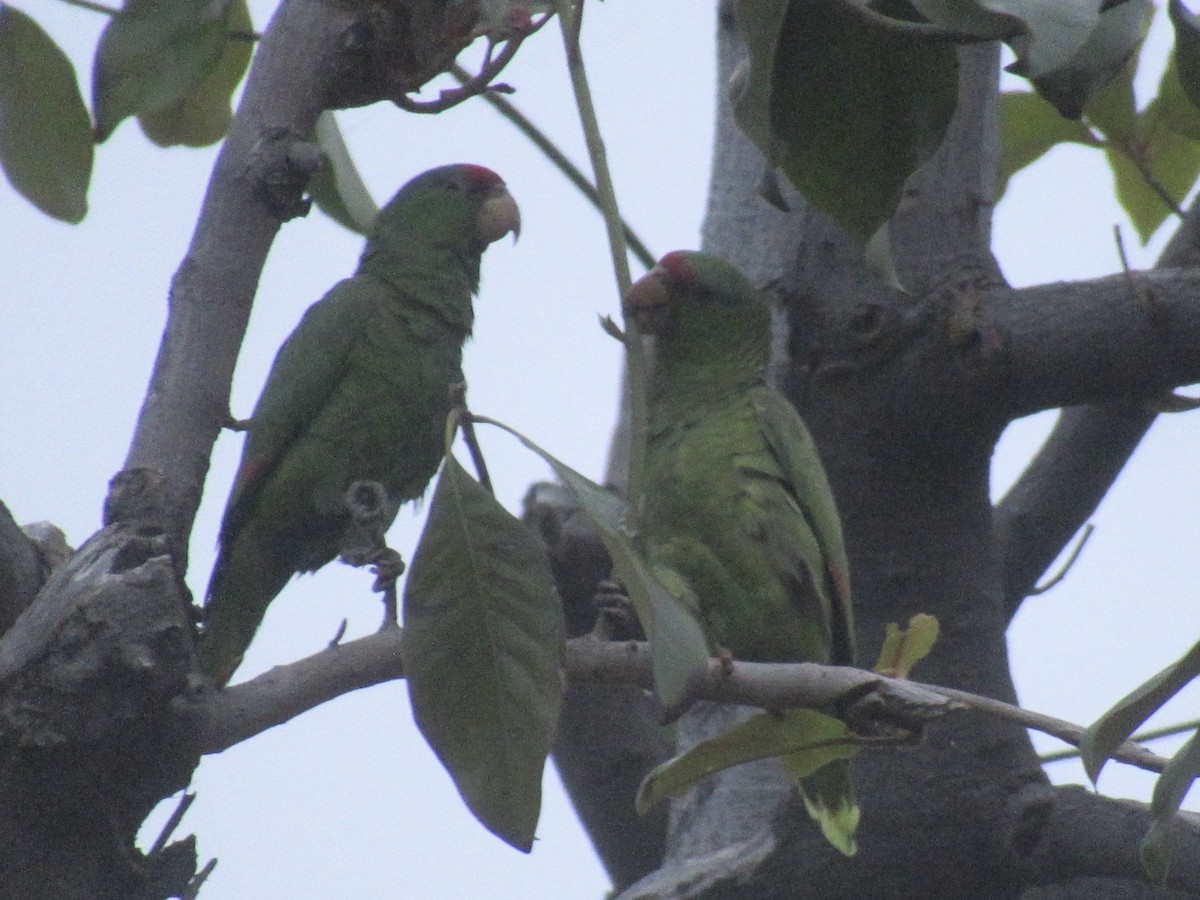 Lilac-crowned Parrot - ML619067711