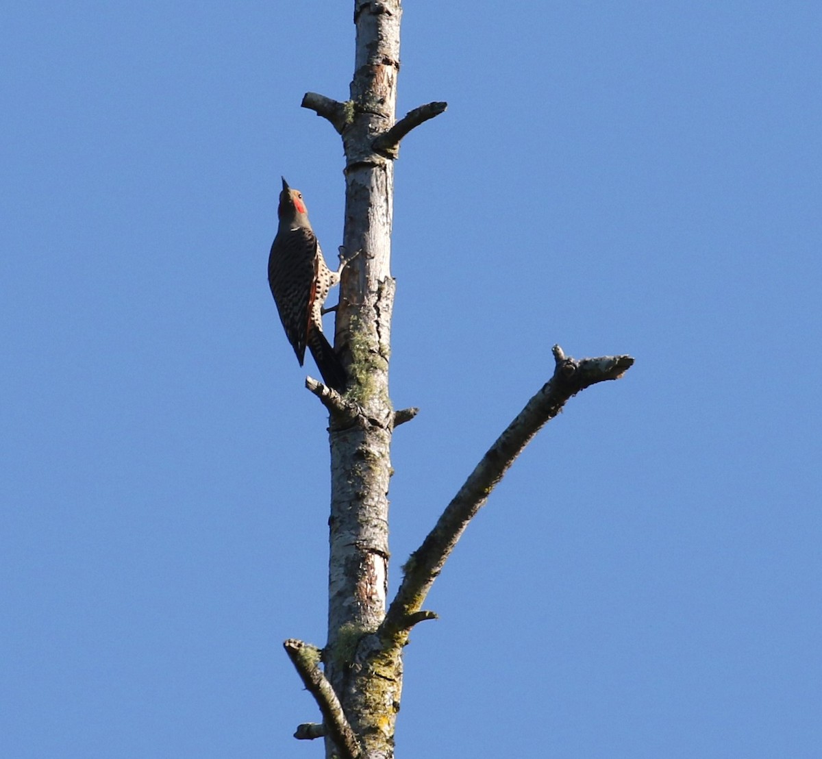 Northern Flicker (Red-shafted) - ML619067714