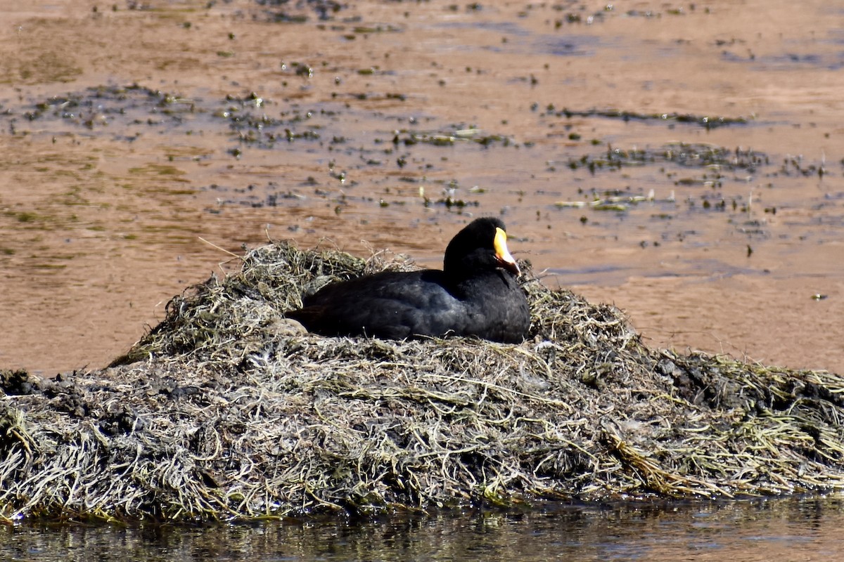 Giant Coot - ML619067716