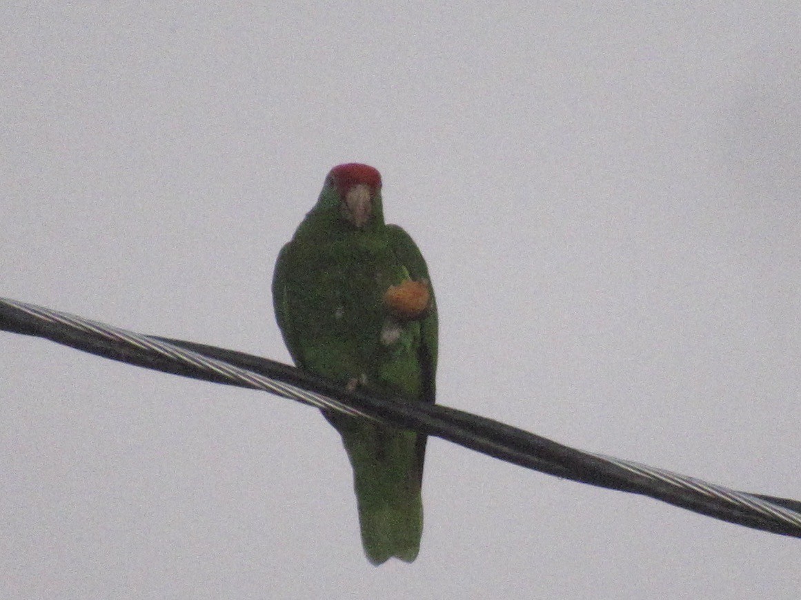 Red-crowned Parrot - ML619067768