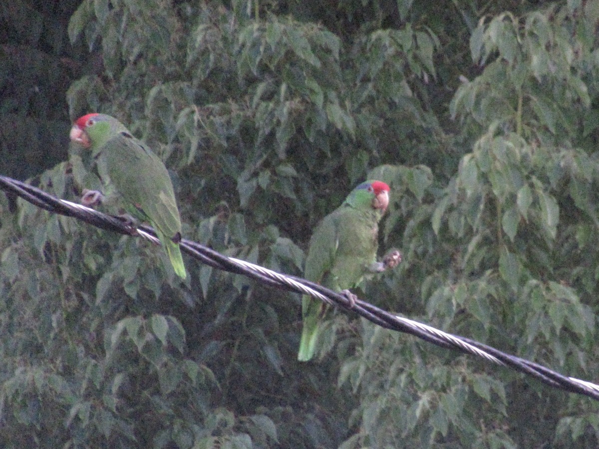 Red-crowned Parrot - ML619067769