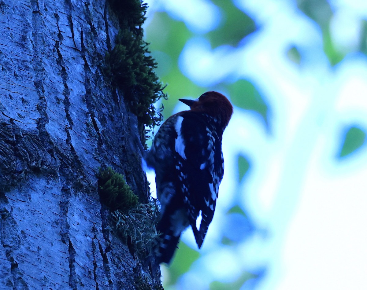 Red-breasted Sapsucker - ML619067803