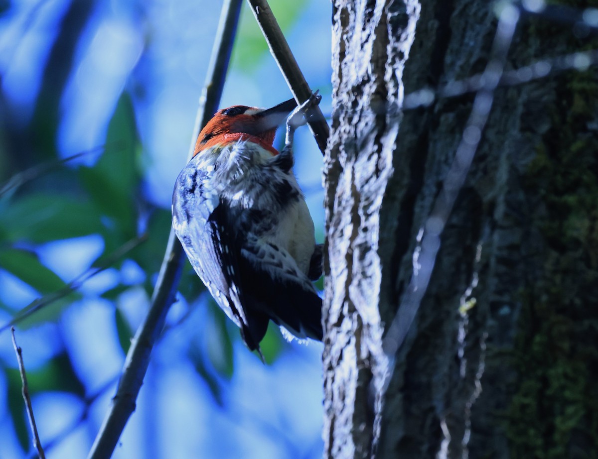 Red-breasted Sapsucker - ML619067804