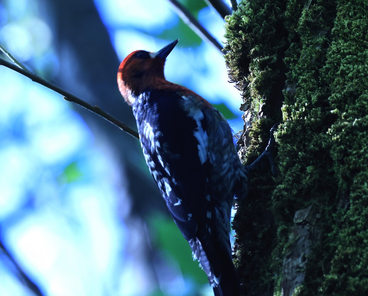 Red-breasted Sapsucker - ML619067805