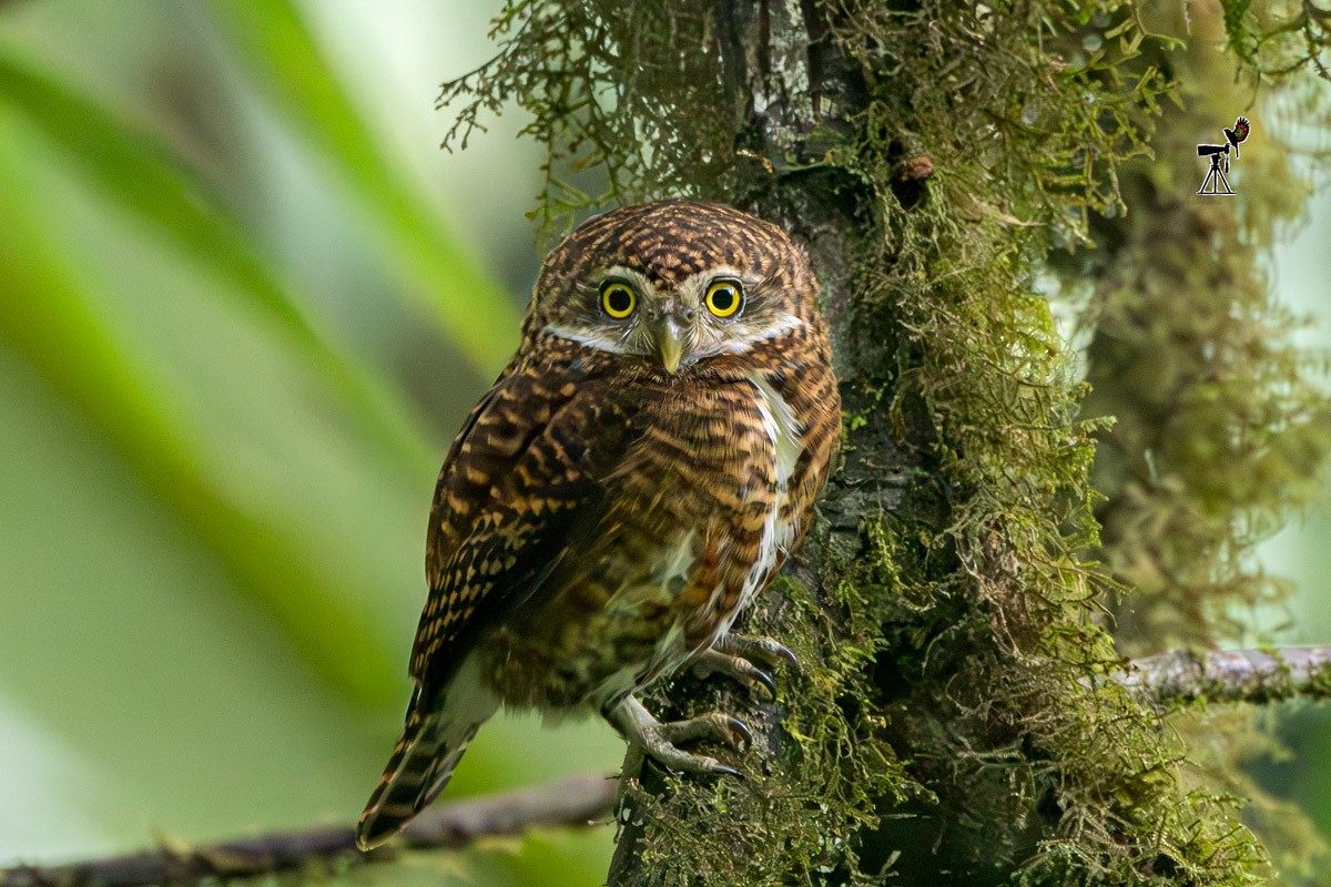 Collared Owlet - ML619067878