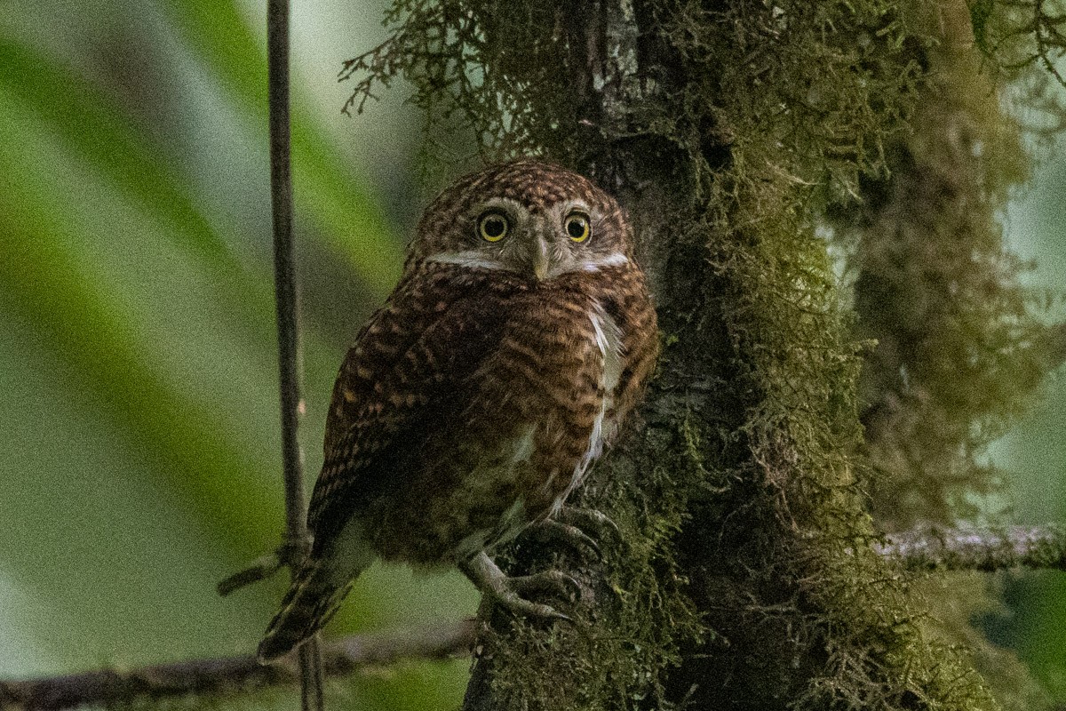 Collared Owlet - ML619067879
