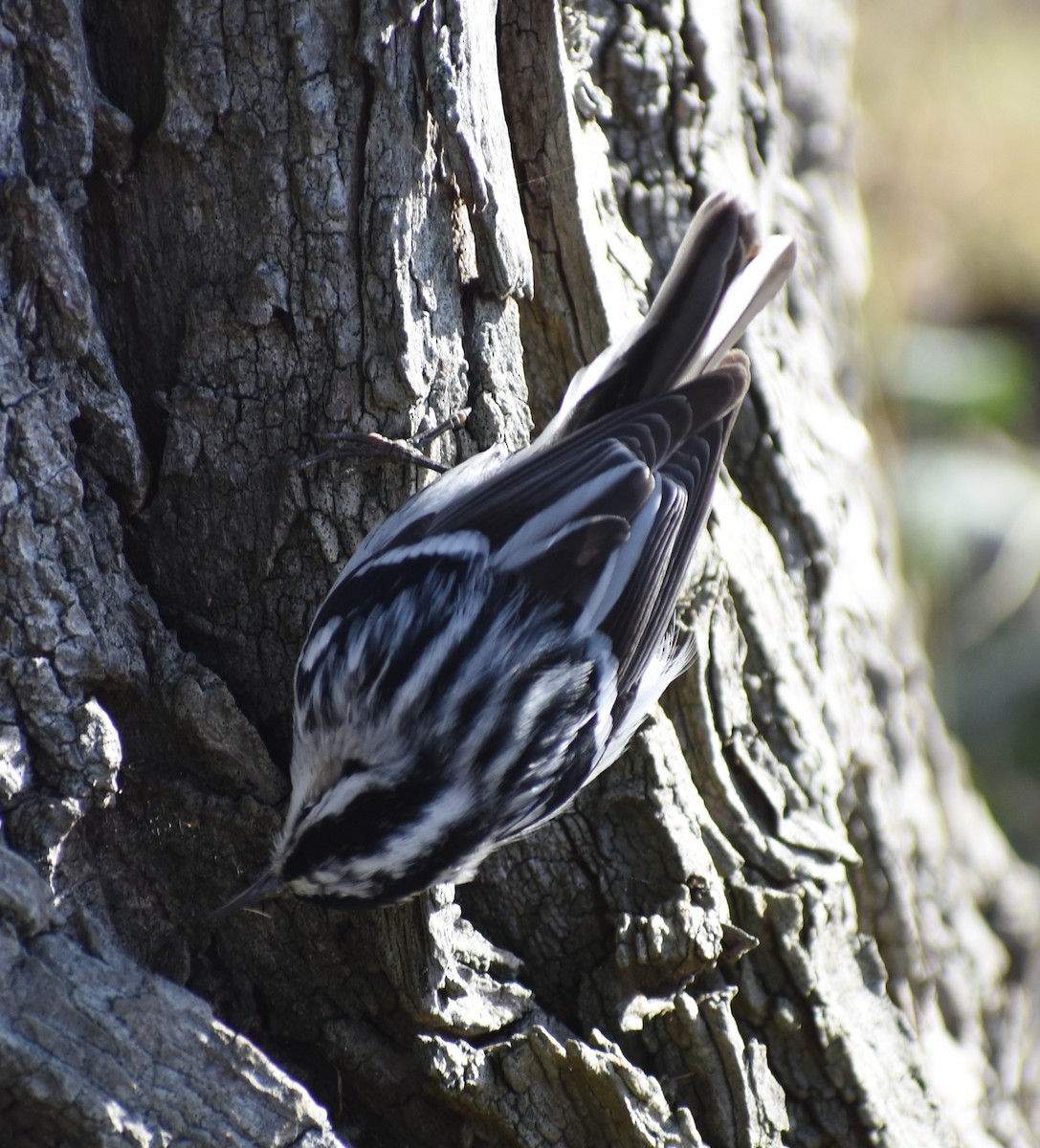 Black-and-white Warbler - ML619067885