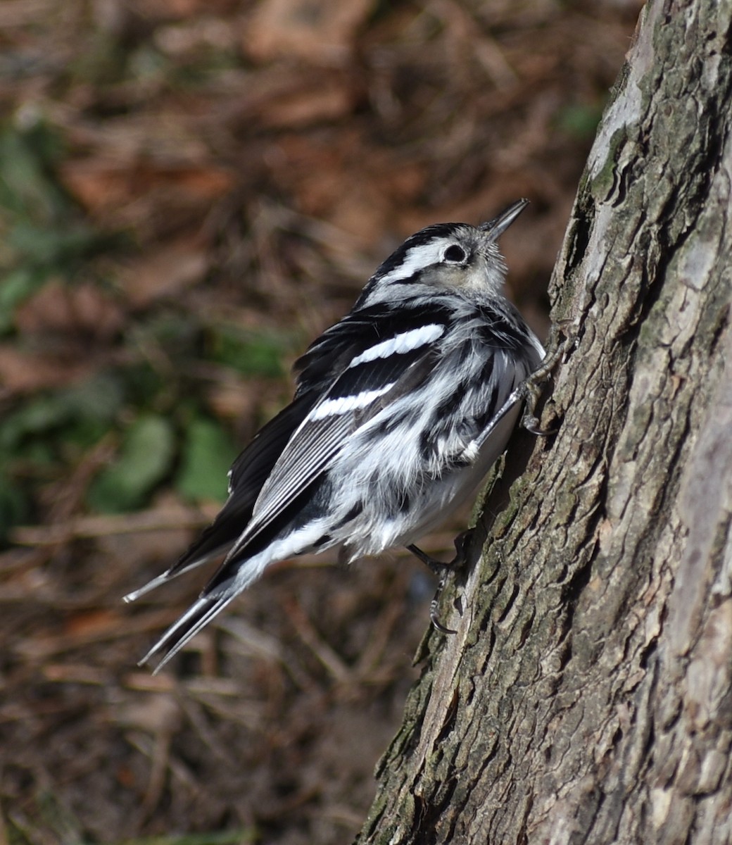 Black-and-white Warbler - ML619067886