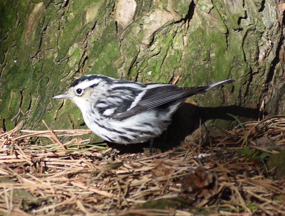 Black-and-white Warbler - ML619067887