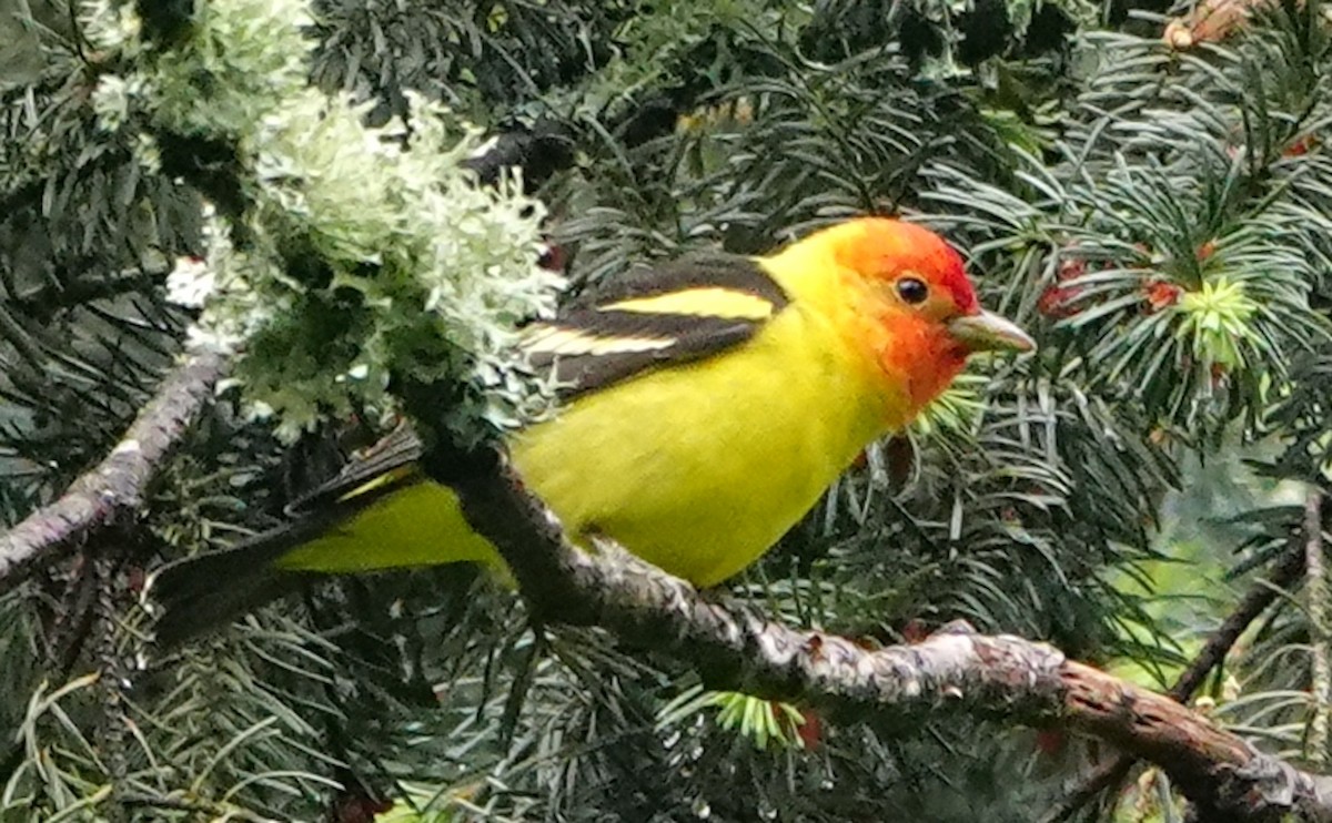 Western Tanager - ML619067891