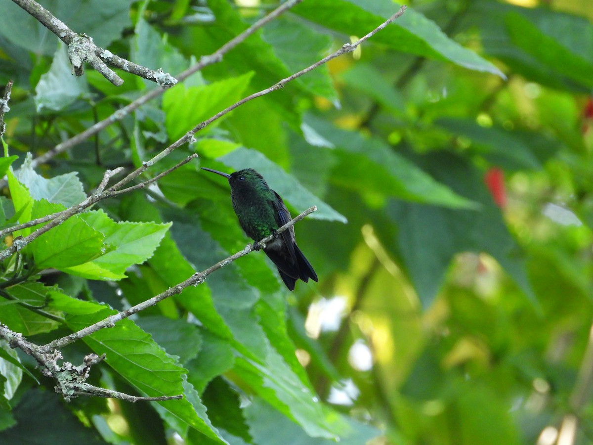 kolibřík blýskavý - ML619067910