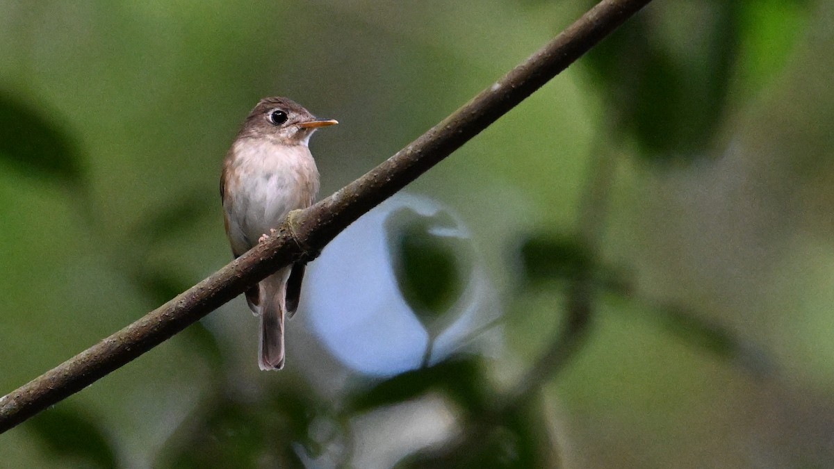 Brown-breasted Flycatcher - ML619067916