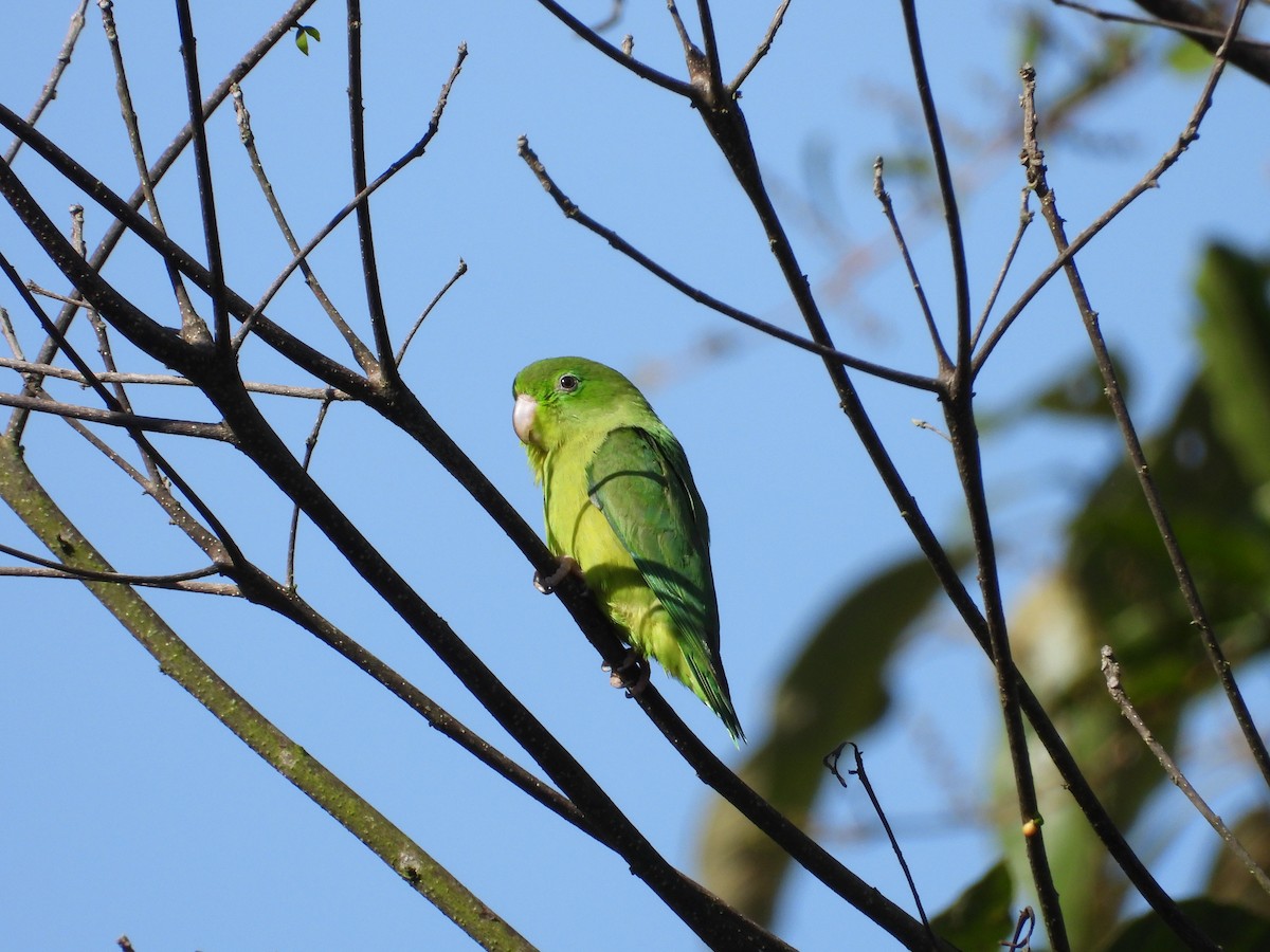 Spectacled Parrotlet - ML619067942