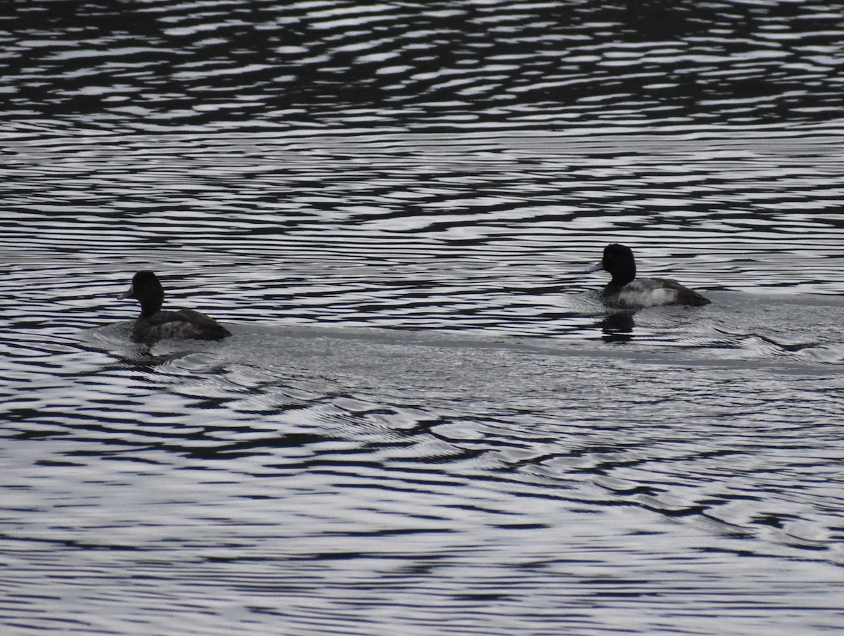 Greater/Lesser Scaup - ML619067951