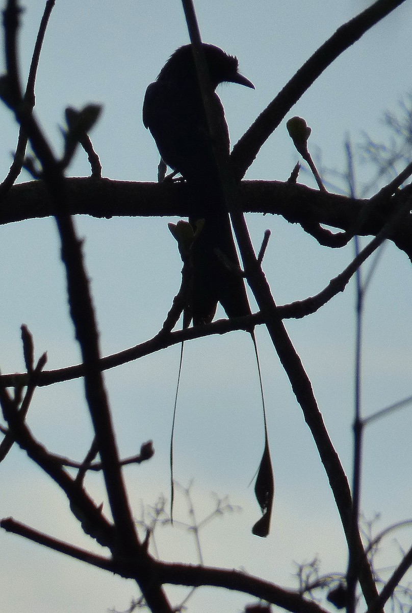 Greater Racket-tailed Drongo - ML619067957