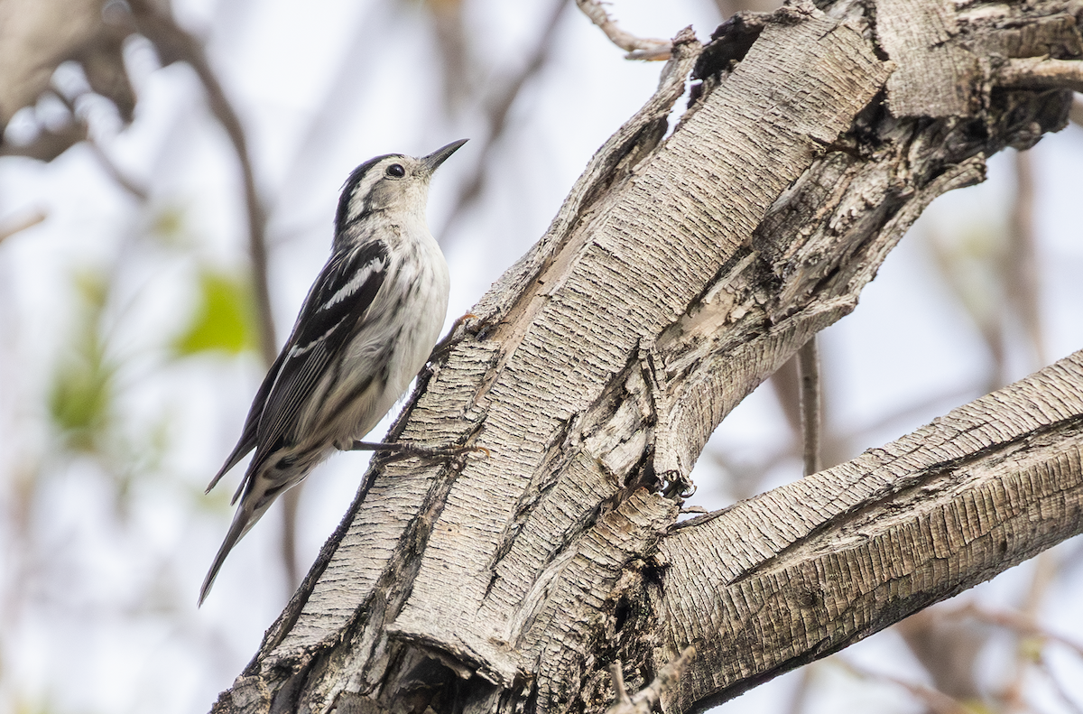 Black-and-white Warbler - ML619067964