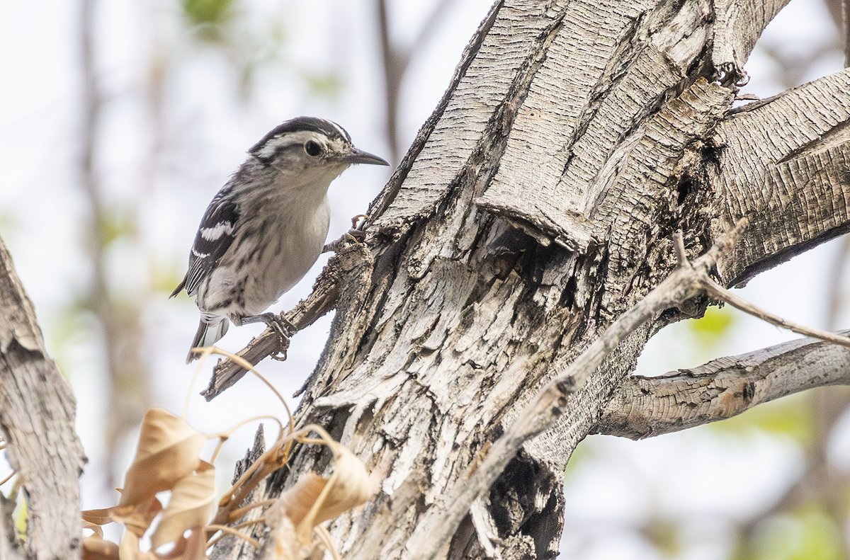 Black-and-white Warbler - ML619067965