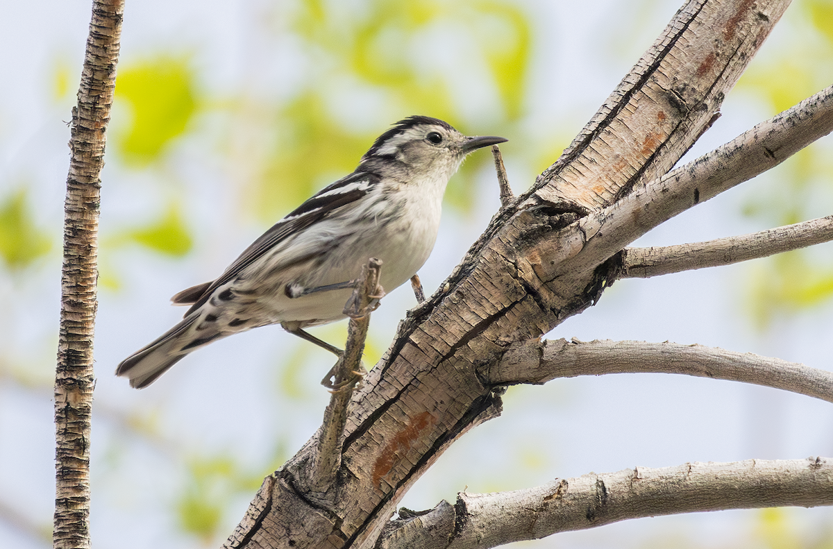 Black-and-white Warbler - ML619067966