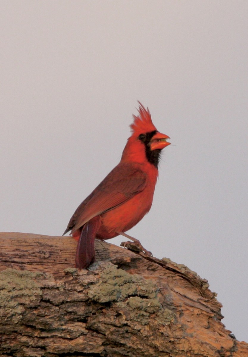 Northern Cardinal - John "Jay" Walko