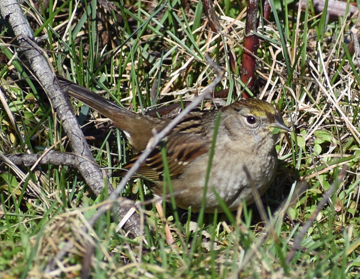 Golden-crowned Sparrow - ML619068026