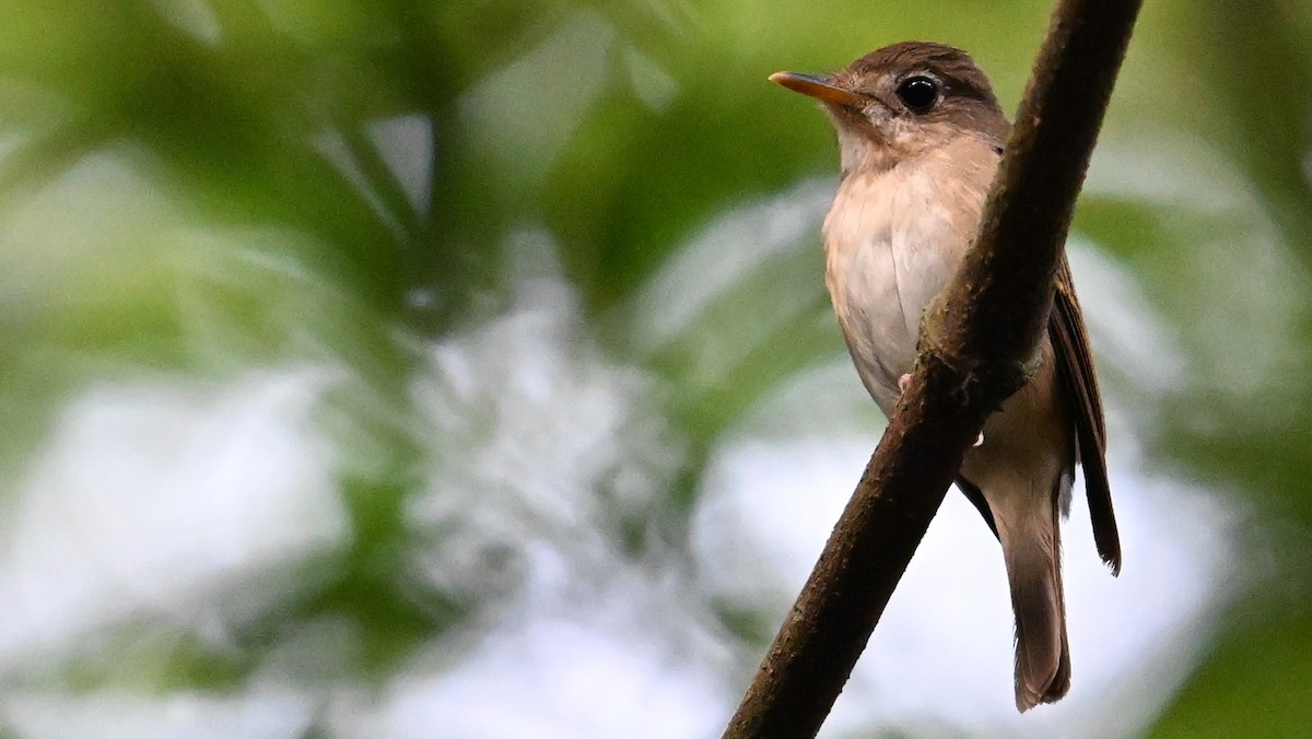 Brown-breasted Flycatcher - ML619068030