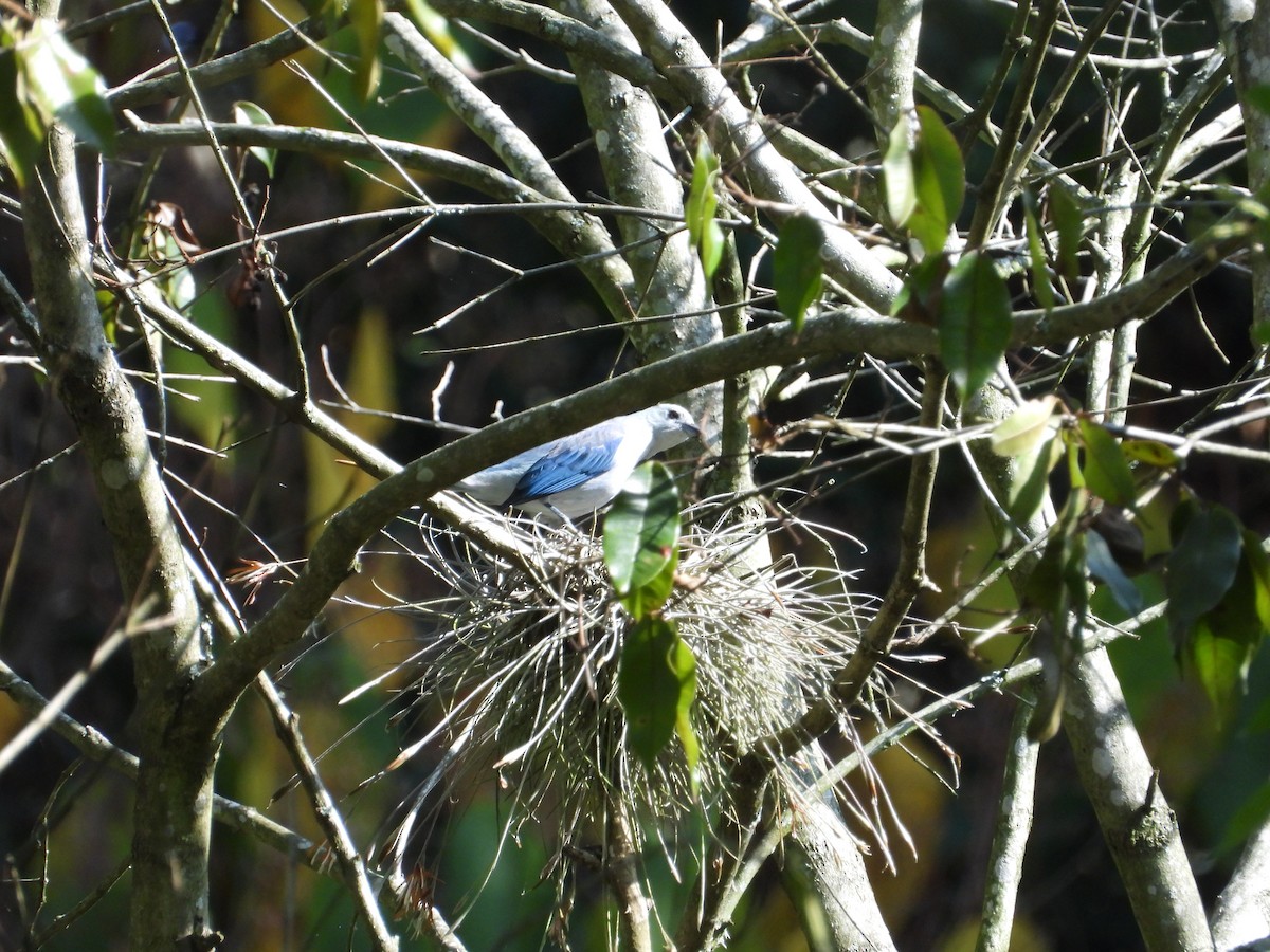 Blue-gray Tanager - ML619068039
